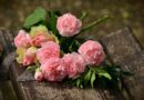 Okouzlete své blízké s luxusním květinovým boxem roses, pink roses, flower wallpaper