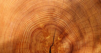 annual rings, tree, wood
