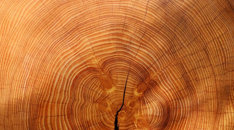 annual rings, tree, wood