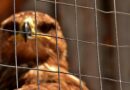Tropický ráj: inspirace pro balkónové voliéry v městských bytech eagle, raptor, aviary, grid, nature, birds of prey, animal, flying, noble, prey, wildpark poing