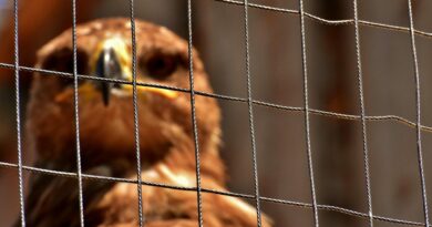eagle, raptor, aviary, grid, nature, birds of prey, animal, flying, noble, prey, wildpark poing