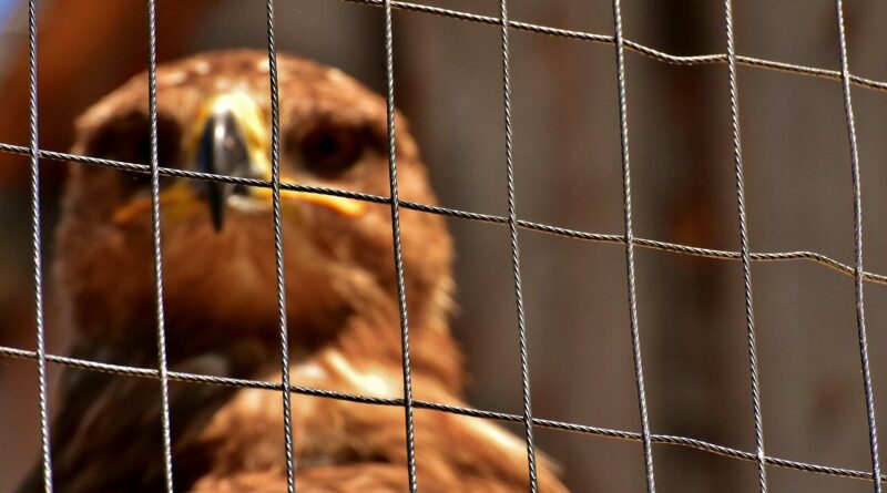 eagle, raptor, aviary, grid, nature, birds of prey, animal, flying, noble, prey, wildpark poing