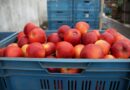 Plastové přepravky, které zvládnou vše apples, red, sale, crates, now, harvested, agriculture, fruit, stored, stock, farm, bio, cultivation