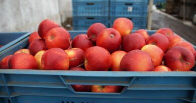 apples, red, sale, crates, now, harvested, agriculture, fruit, stored, stock, farm, bio, cultivation