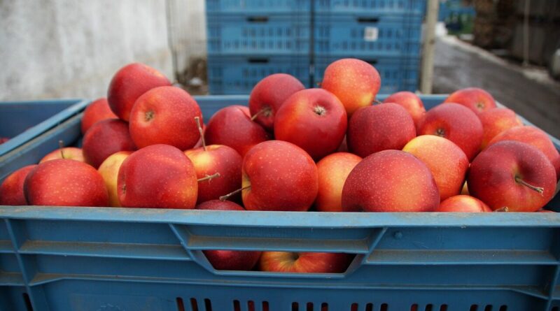 apples, red, sale, crates, now, harvested, agriculture, fruit, stored, stock, farm, bio, cultivation