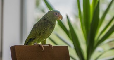 bird, parrot, amazon białoczelna, house, apartment, animal, amazon, nature, green, female, favorite, plants