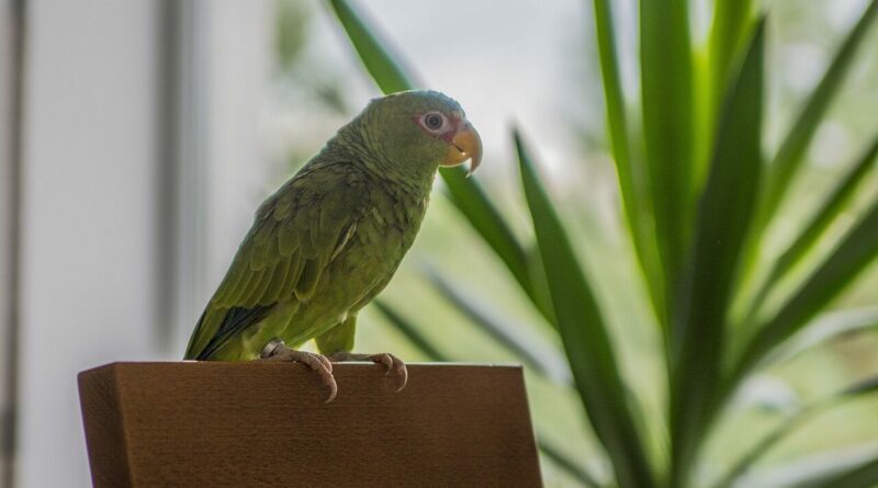 bird, parrot, amazon białoczelna, house, apartment, animal, amazon, nature, green, female, favorite, plants