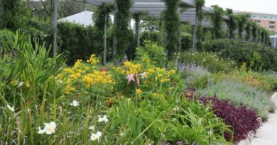 garden, park, nature, flowers, flora, beautiful flowers, bloom, white, flower background, red, purple, pergola, flower wallpaper, sidewalk, green, blooming