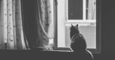 cat, pet, nature, window, black and white, animal, window sill, curtain