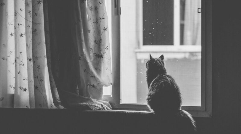 cat, pet, nature, window, black and white, animal, window sill, curtain