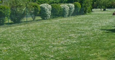 Background Green Meadow Plot Park  - AdiMiraMichaels / Pixabay