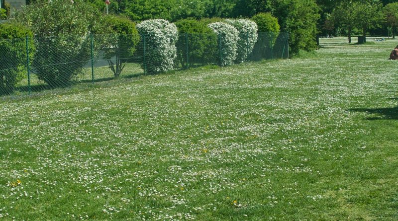 Background Green Meadow Plot Park  - AdiMiraMichaels / Pixabay