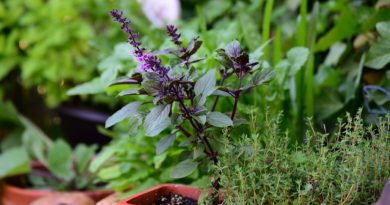Basil Bush Basil Thyme Herbs  - congerdesign / Pixabay