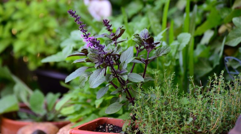 Basil Bush Basil Thyme Herbs  - congerdesign / Pixabay