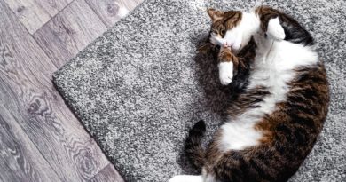 Cat Pet Feline Animal Fur Kitty  - Safron91 / Pixabay
