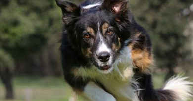 Dog Jumping Show Competition