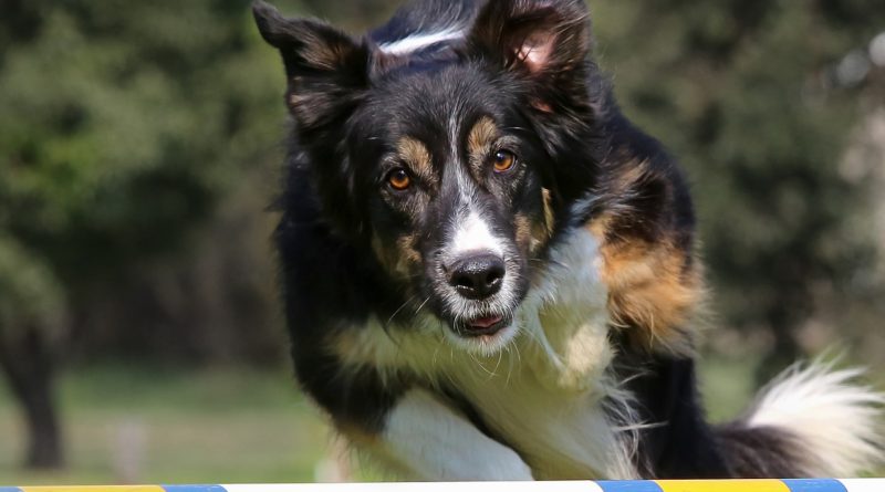 Dog Jumping Show Competition