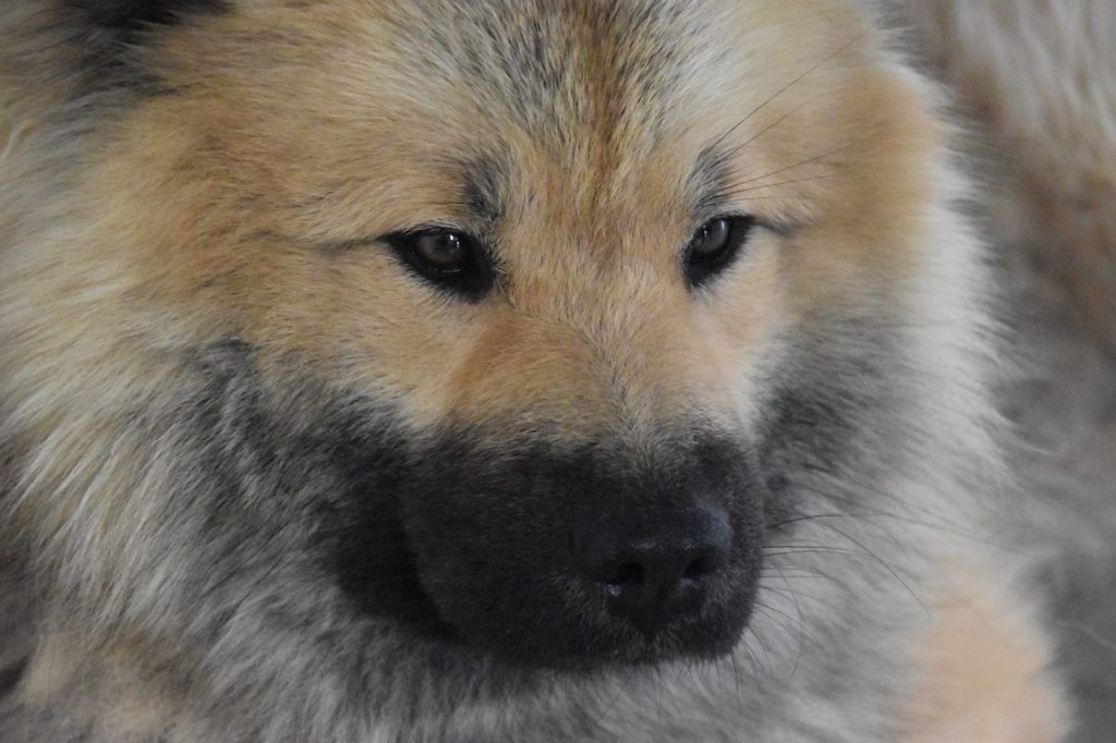 Dog Next Dog Eurasier Dog Portrait