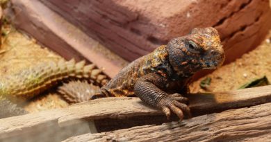 Lizard Nature Animal Reptile Wild  - Marijakes / Pixabay