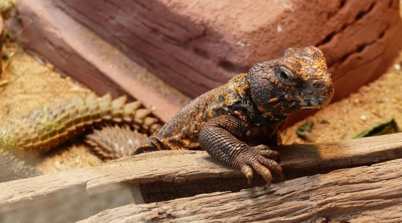 Lizard Nature Animal Reptile Wild  - Marijakes / Pixabay