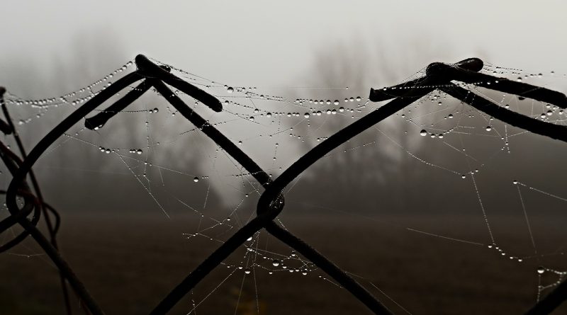 Plot Wire Fog Metal Spider Web - MSphotos / Pixabay