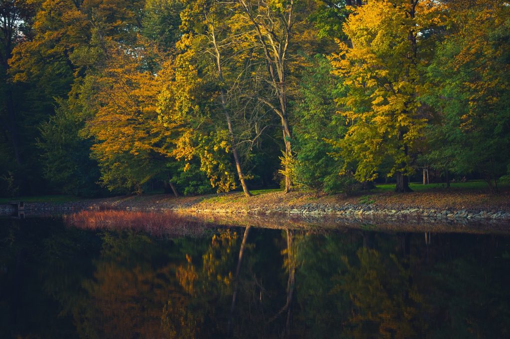 Pond Trees Park Woods Woodlands - Martin_Melicherik / Pixabay