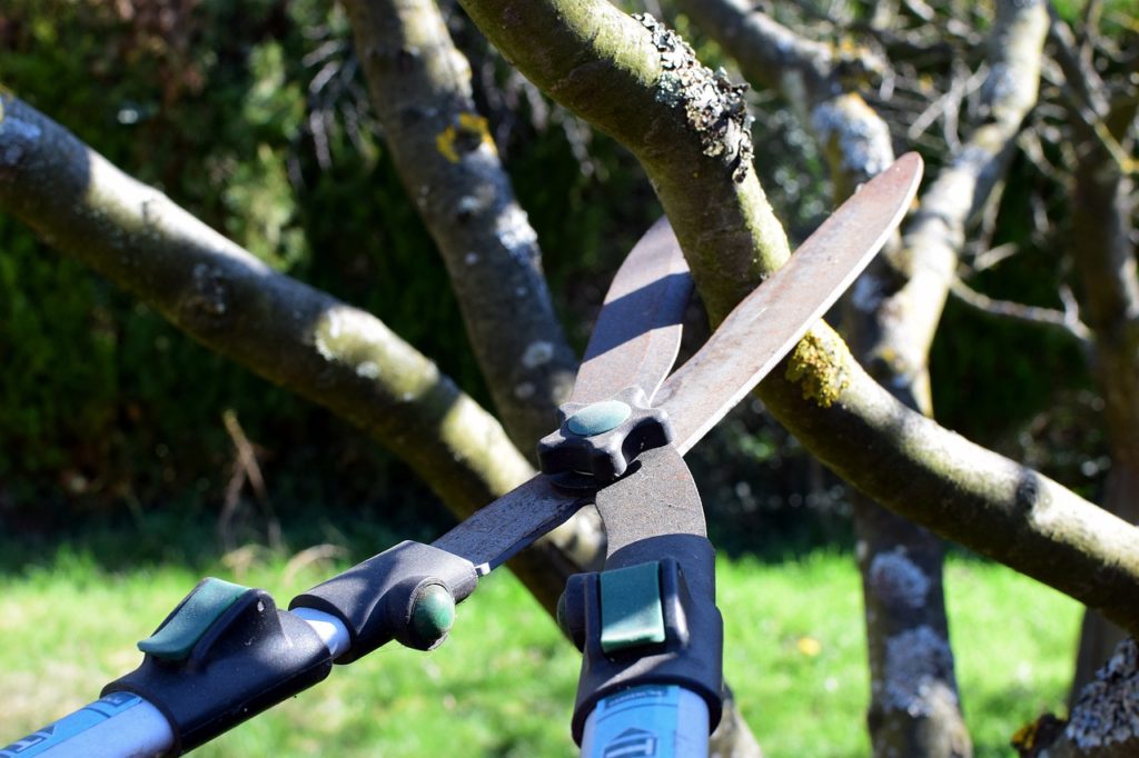 Pruning Shears Hedge Trimmer - schraubgut / Pixabay