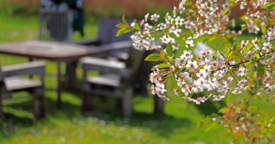 Spring Cherry Blossoms Cherry Tree  - KRiemer / Pixabay