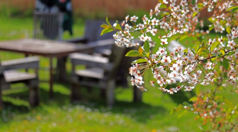 Spring Cherry Blossoms Cherry Tree  - KRiemer / Pixabay