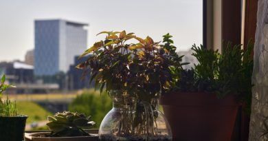 Succulents Basil Garden In Pot  - CatKosianok / Pixabay