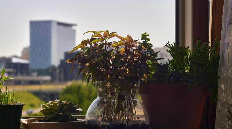 Succulents Basil Garden In Pot  - CatKosianok / Pixabay