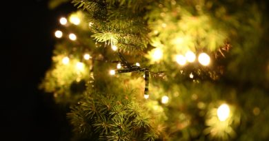 Tree Pine Fir Tree Lights  - lenbernhard / Pixabay