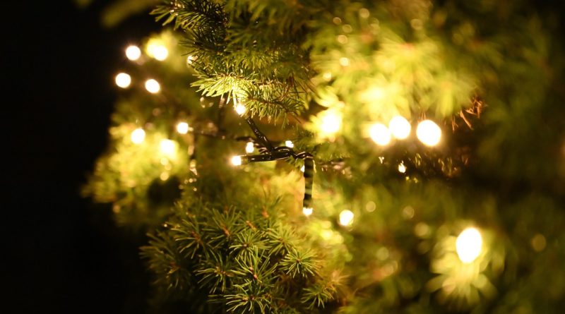 Tree Pine Fir Tree Lights - lenbernhard / Pixabay