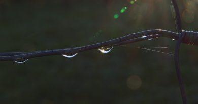 Wire Fence Dewdrop Water Rain  - anaterate / Pixabay