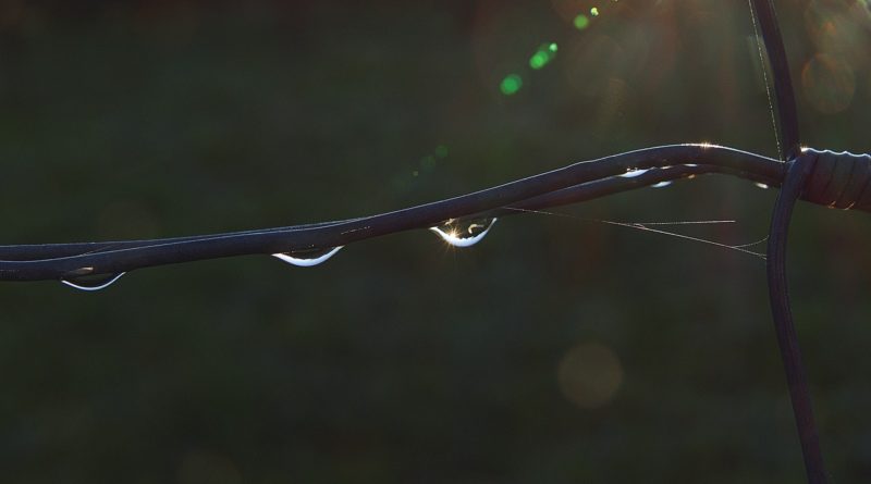 Wire Fence Dewdrop Water Rain  - anaterate / Pixabay